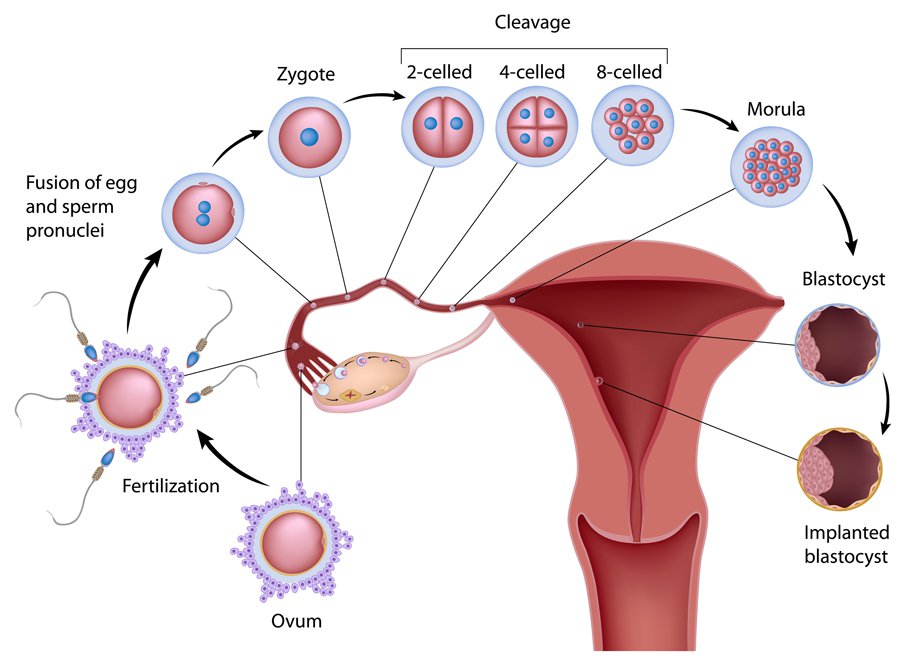 Facts About Fertilization Of Women’s Egg