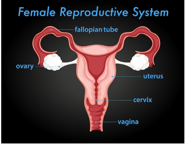 Ovarian Reserve: Egg Quantity, Quality And Fertility