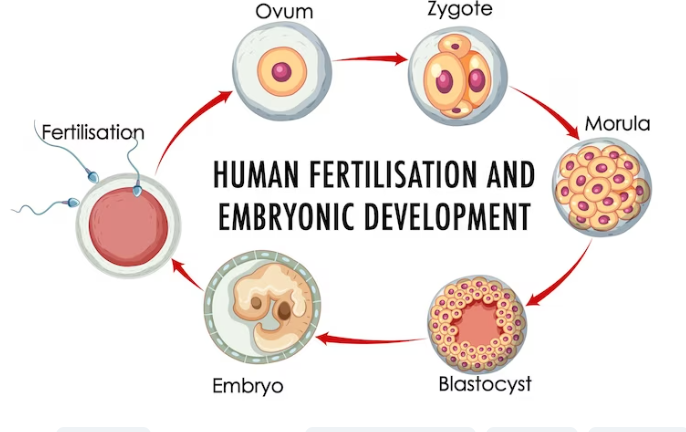 Fertilisation Of Women’s Egg: Process, What To Expect