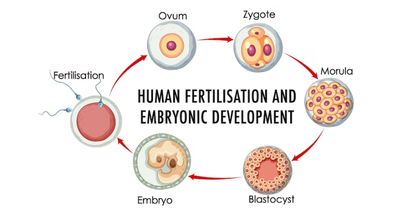 Fertilisation Of Women’s Egg: Process, What To Expect