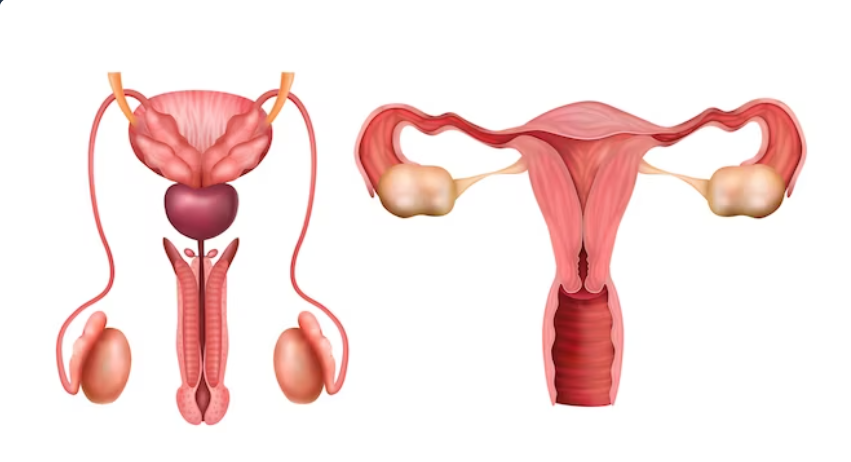 Increasing Chances Of Pregnancy Through Intrauterine Insemination