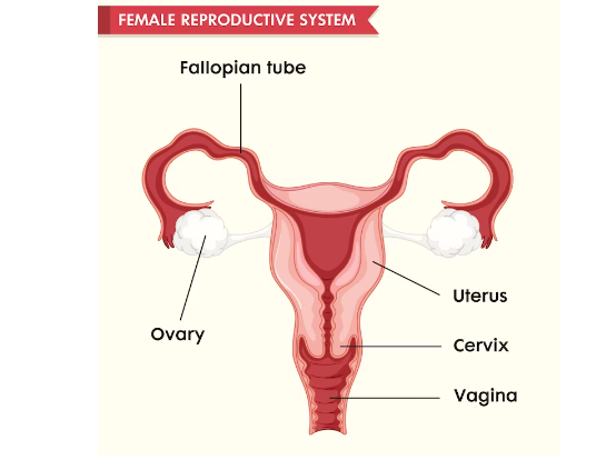 How Abnormal Uterine Bleeding Affects Fertility