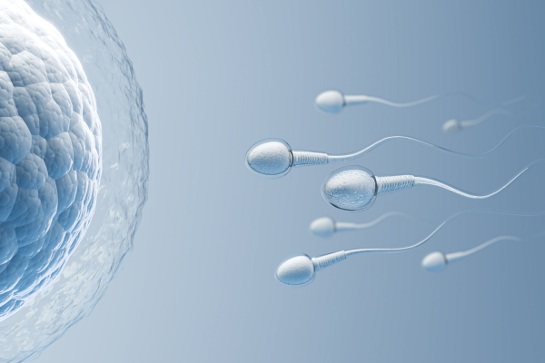 Facts About Fertilisation Of Women’s Egg